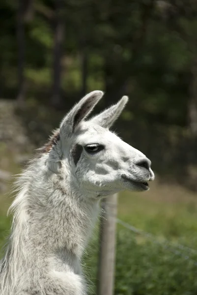 Portrait Llama Farm Stock Image