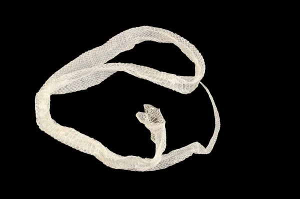 トウモロコシのヘビの皮 ロイヤリティフリーのストック写真
