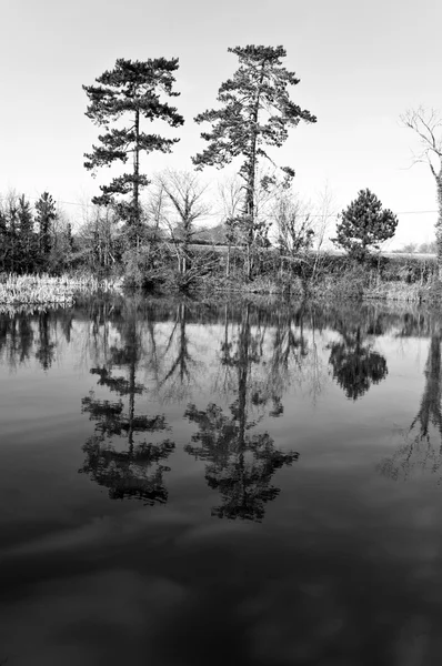 Two Pines in Black and White