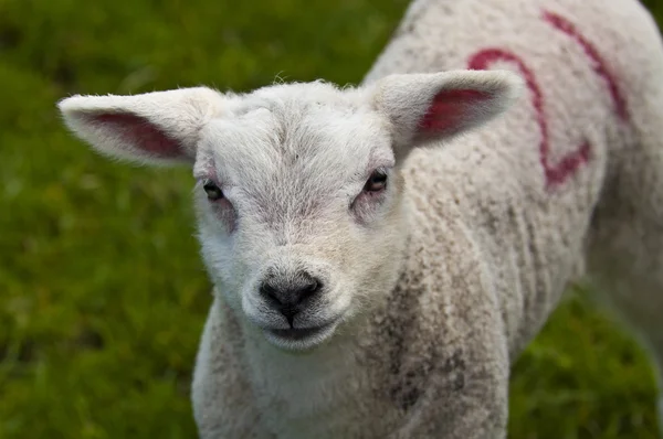 フレンドリーな子羊 — ストック写真