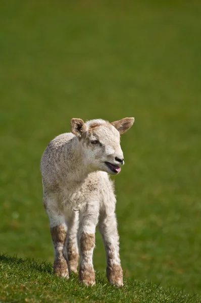 失われた子羊 — ストック写真