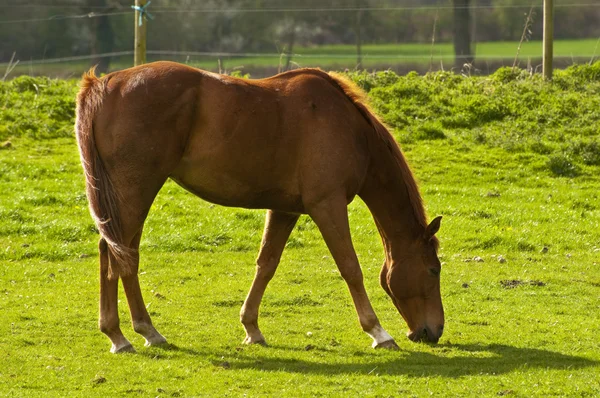 Pascolo di cavalli nel campo — Foto Stock