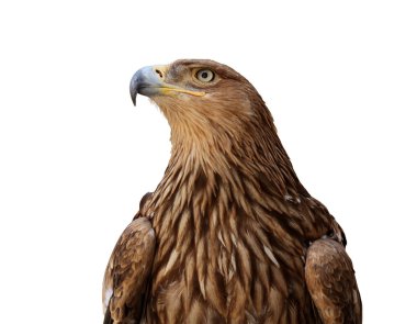 Golden eagle clipart