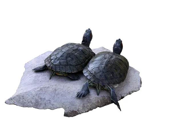 Twee schildpadden — Stockfoto