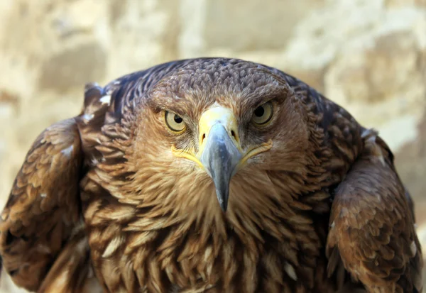 Mirada de águila — Foto de Stock