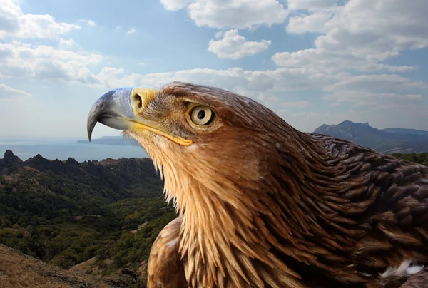 Golden eagle — Stock Photo, Image