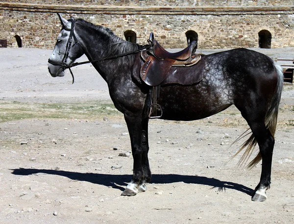Вугілля, чорний кінь — стокове фото
