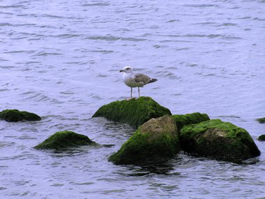 martı üzerine bir stone