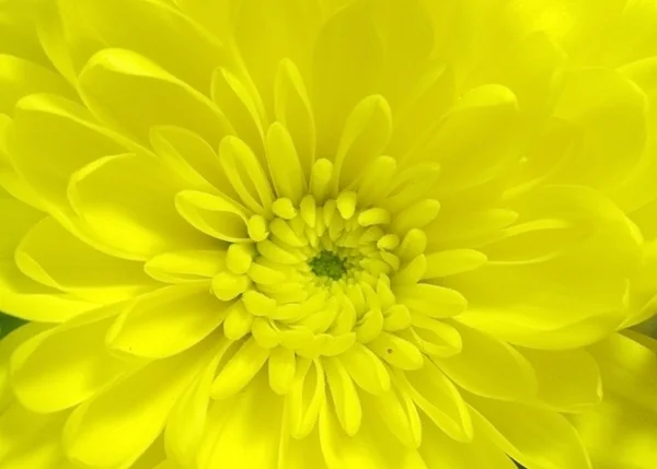 黄色のヒナギク — ストック写真