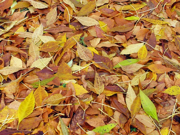 stock image Autumnal background