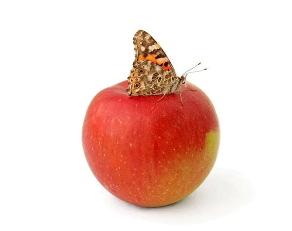 Mariposa sobre manzana — Foto de Stock
