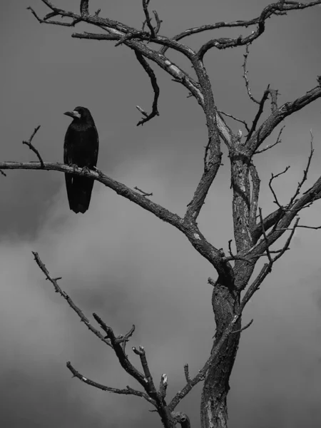 Raven egy fa — Stock Fotó