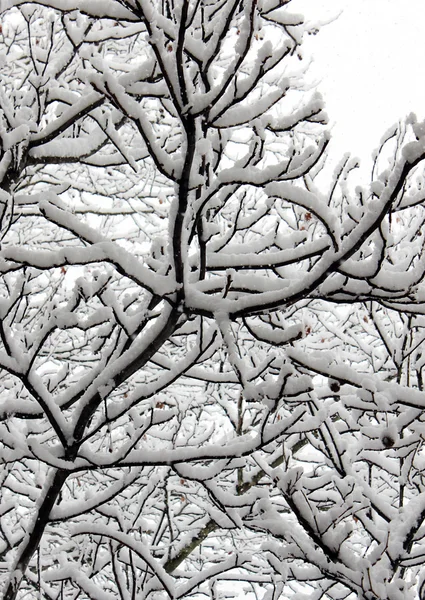 Vista de invierno — Foto de Stock