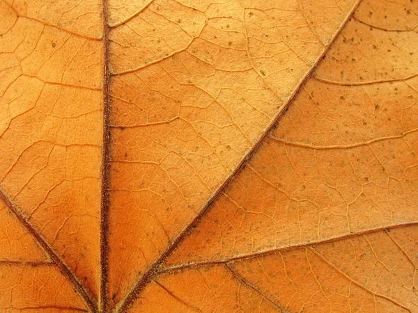 Abstract Brown Texture Close Maple Leaf — Stock Photo, Image
