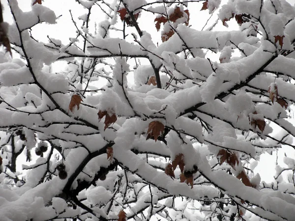 Äste Des Platanenbaums Unter Schnee — Stockfoto