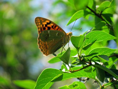 Oturan yeşil yaprakları arasında kelebek (Gümüş yıkanmış Fritillary)