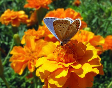 Çiçek (kadife çiçeği oturan Butterfy (lycaenidae))