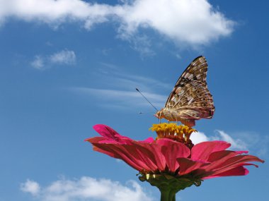 Butterfly on flower clipart