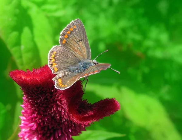Πεταλούδα Lycaenidae Που Κάθεται Στο Λουλούδι Στον Κήπο — Φωτογραφία Αρχείου