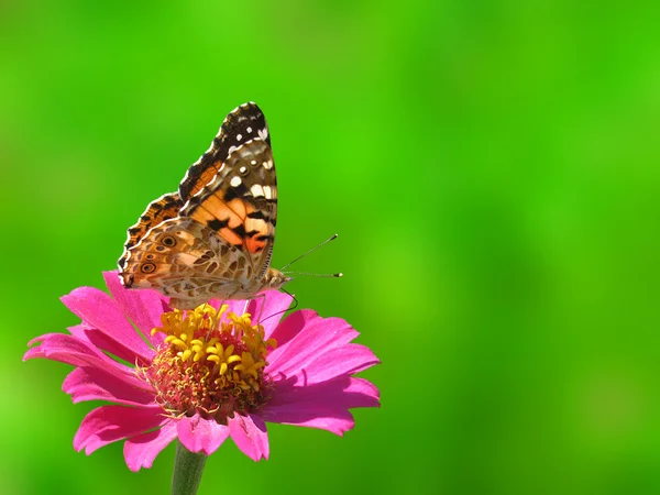 Бабочка Расписная Дама Цветке Зинния Зеленом Фоне — стоковое фото