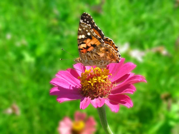Butterfly Painted Lady Flower Zinnia Garden — Stock Photo, Image