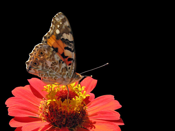 Butterfly (Painted Lady) on flower (zinnia) over black