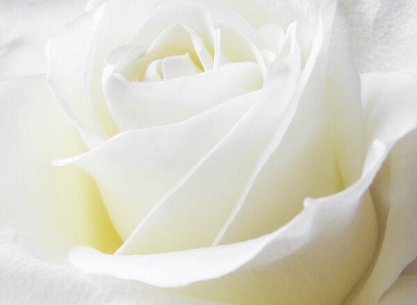 Close up photo of white rose petals