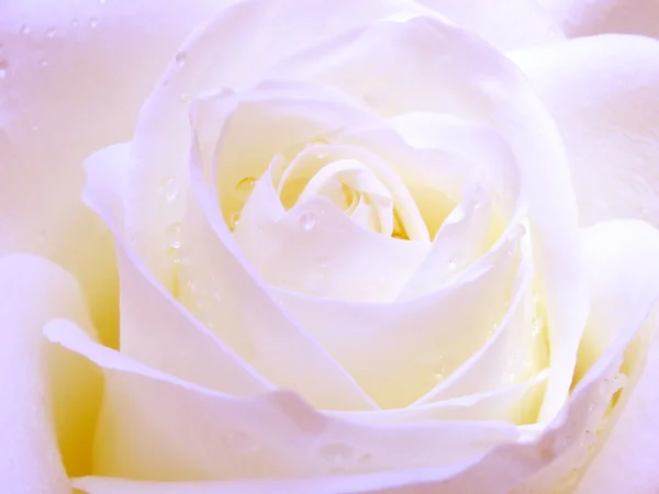 Rosa Branca Com Gotas Orvalho Luz Azul — Fotografia de Stock