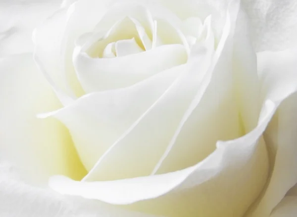 Rosa branca — Fotografia de Stock
