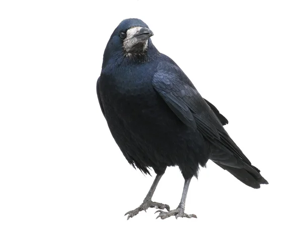 坐在白色背景上孤立的黑乌鸦 — 图库照片