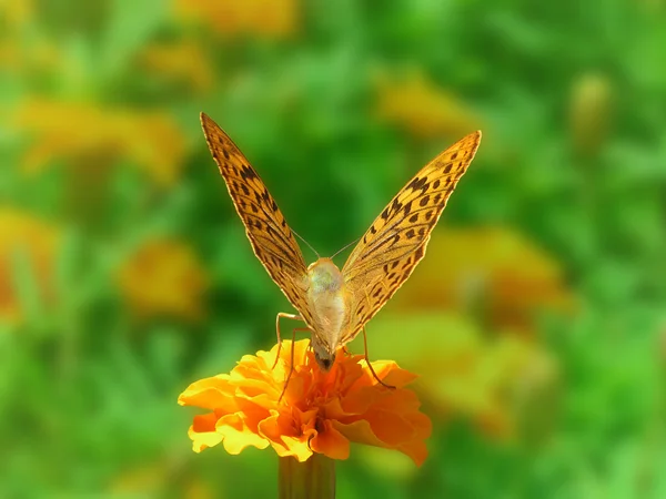 Jardín Mariposa Fritillary Plateado Sentado Flor Caléndula — Foto de Stock