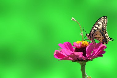 Kelebek çiçek (zinnia) yeşil üzerinde (Papilio Machaon)