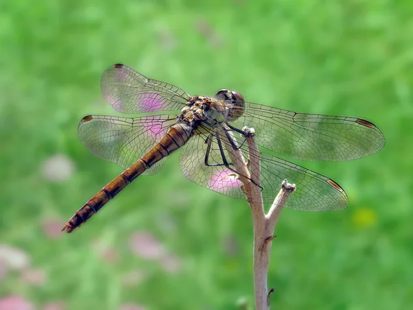 Dragonfly Sitiing Droge Plant Een Weide — Stockfoto