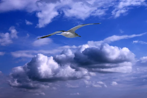 Чайка над облаками — стоковое фото