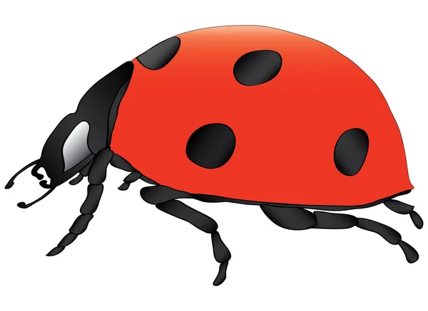 Ilustración del vector Ladybird — Vector de stock