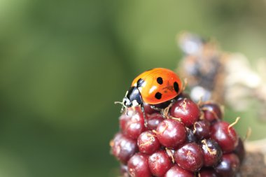 sonbahar güneşinin blackberry Bush tek vahşi ladybird