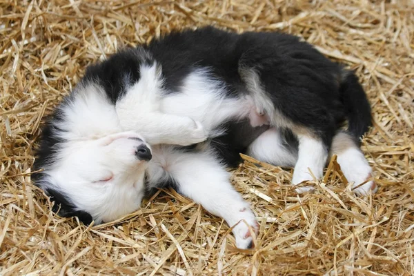 Um filhote de cachorro Border Collie dormindo em uma cama de palha Imagens Royalty-Free