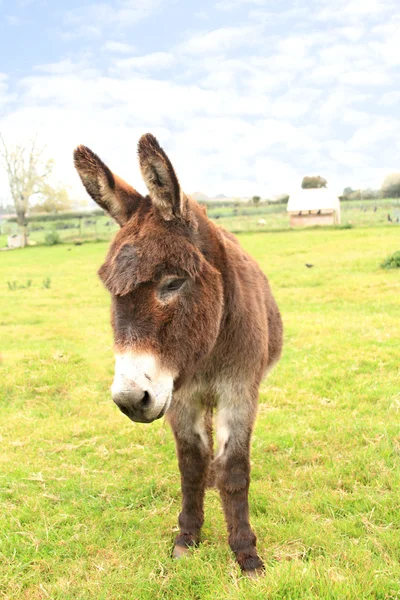 Inhemska donkey stående i ett fält Royaltyfria Stockfoton
