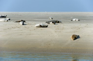 Seal in nature landscape clipart