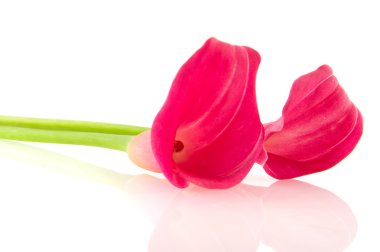 Calla