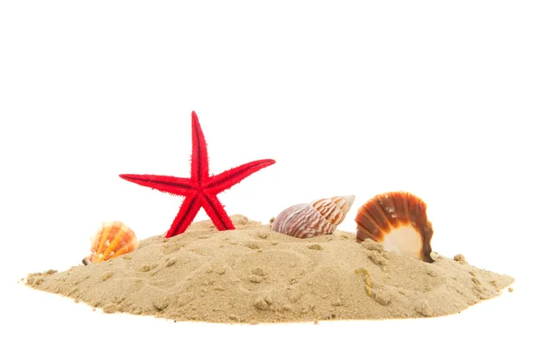 Estrella de mar y conchas — Foto de Stock