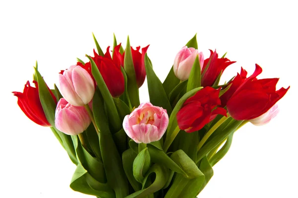 Red and pink tulips — Stock Photo, Image