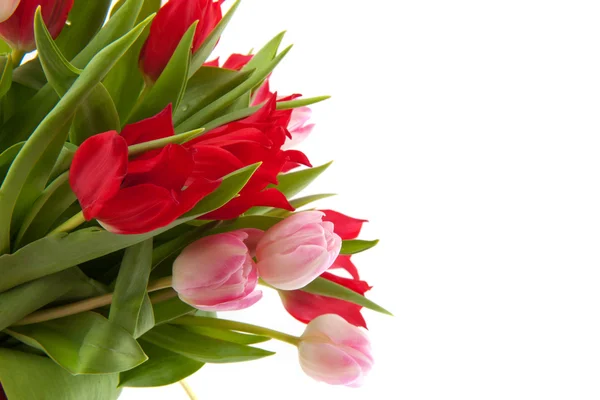 Rote und rosa Tulpen — Stockfoto