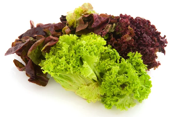 Rozmanitost salátu — Stock fotografie