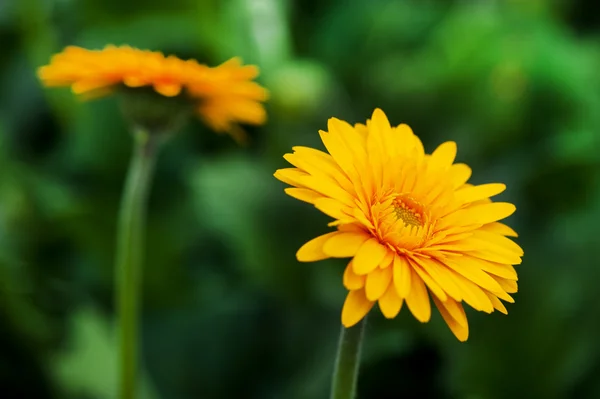 黄色ガーバー植物 — ストック写真