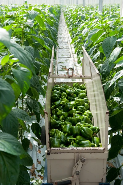 Harvest paprikas in greenhouse — Stock Photo, Image