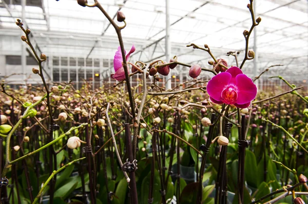 Orchids in greenhouse — Stock Photo, Image