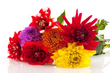 Dahlia flowers clipart