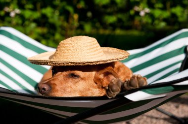 Dog on vacation clipart