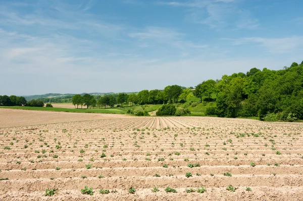 Agricoltura asparagi — Foto Stock